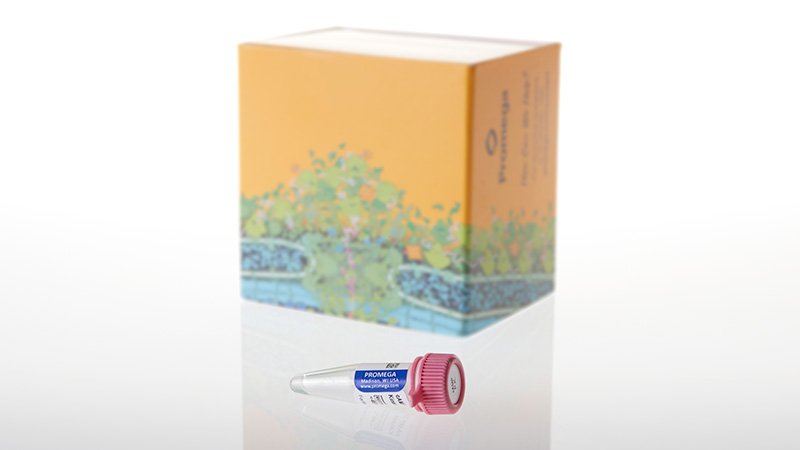 V5161_cAMP-Dependent Protein Kinase- Catalytic Subunit