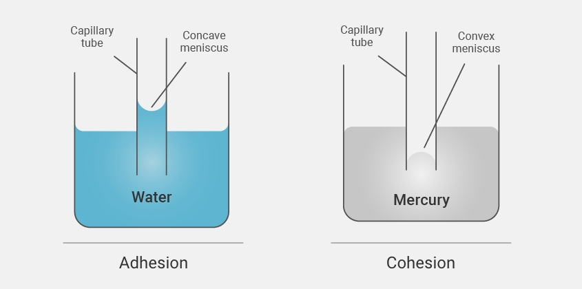 adhesioncohesion