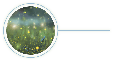 Glowing Fireflies in Field