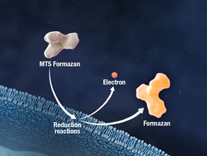 celltiter-96-labels-ppoint