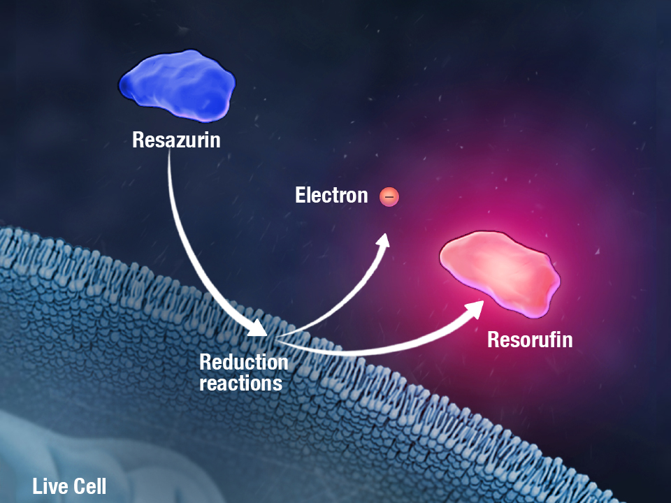 celltiter-blue-labels-ppoint
