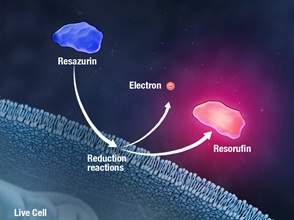 celltiter-blue-labels-ppoint