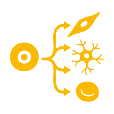 programa-cell-start-icon-diferenciação