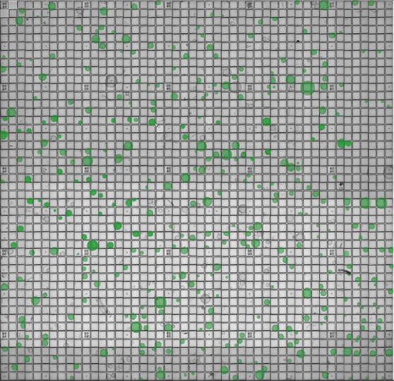 cellraft array