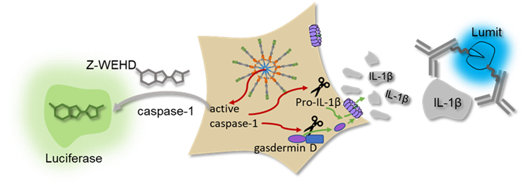  Bioluminescent cell-based assays detect secreted IL-1β and caspase-1 activation as functional read-outs of inflammasome activation. 