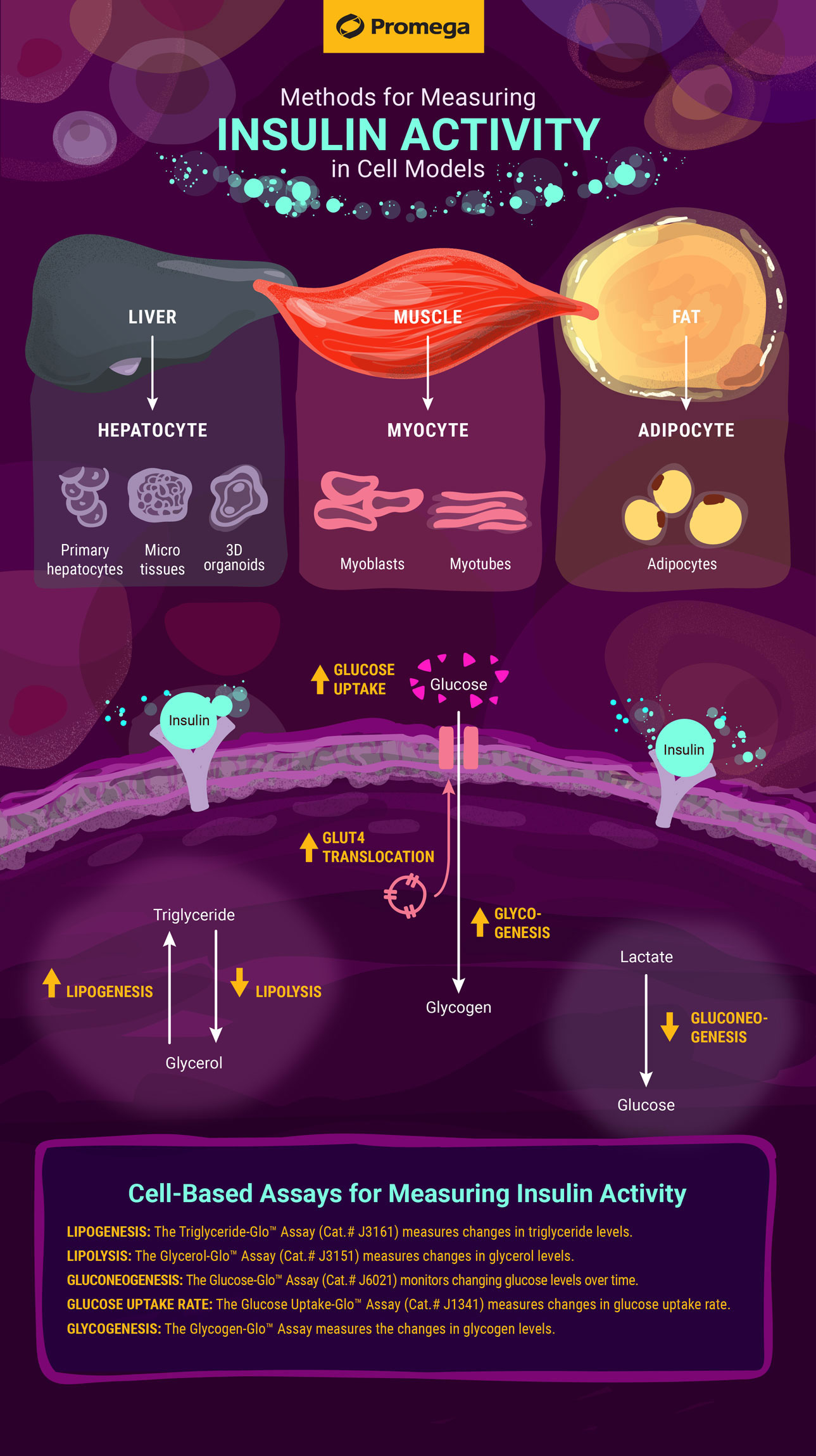 insulin-activity-assays-infographic-2020-05