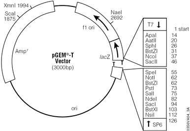 pGEM-T Vector.