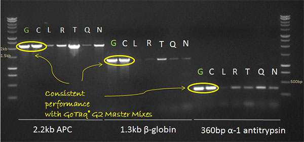 Data showing GoTaq G2 PCR Master Mixes produce high yields across multiple targets-12299MA