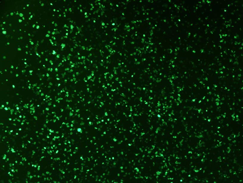 iCell hepatocytes transfected with viafect reagent 12642-W