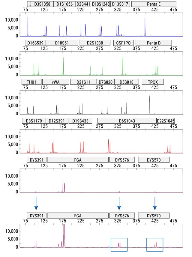 Electropherogram of a three-person mixture