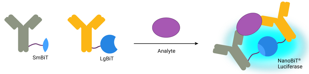 How the Lumit™ IL-2 Immunoassay Works