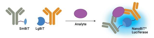 Schematic of Lumit® IL-12 Immunoassay concept showing LgBiT and SmBiT binding protein binding to IL-12 and forming NanoBiT® Luciferase.
