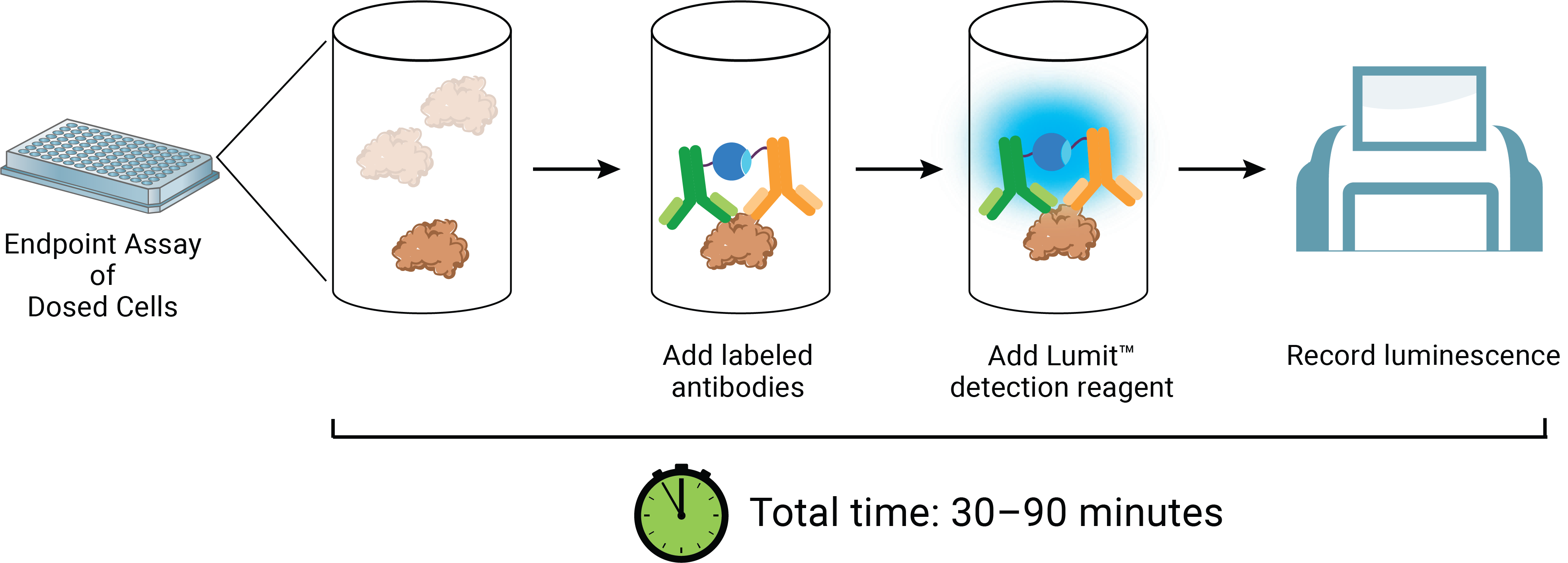 Lumit® IL-12 p70 (Human) Immunoassay workflow.