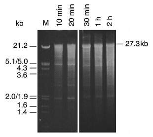 Analysis of in vitro transcripts by agarose gel electrophoresis.