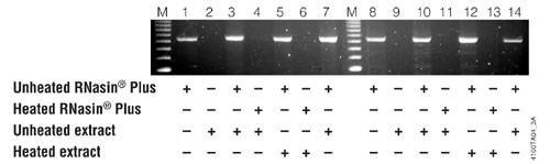 RNasin Plus inhibits RNases in a rat liver protein extract and protects a template prior to RT-PCR.