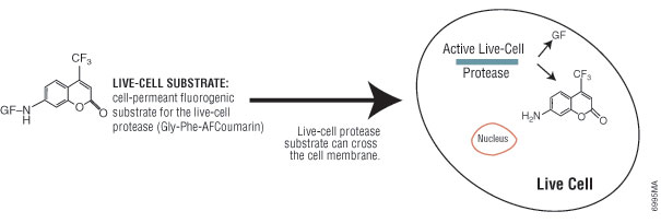 CellTiter-Fluor Cell Viability Assay chemistry.