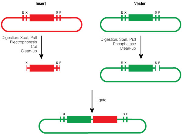 BioBrick Silver Assenbly, procedure of Silver Suffix Insertion