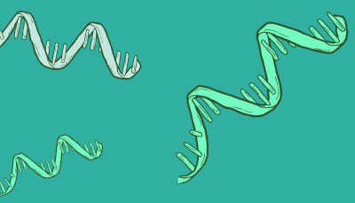 Three single stranded DNA molecules move across the screen